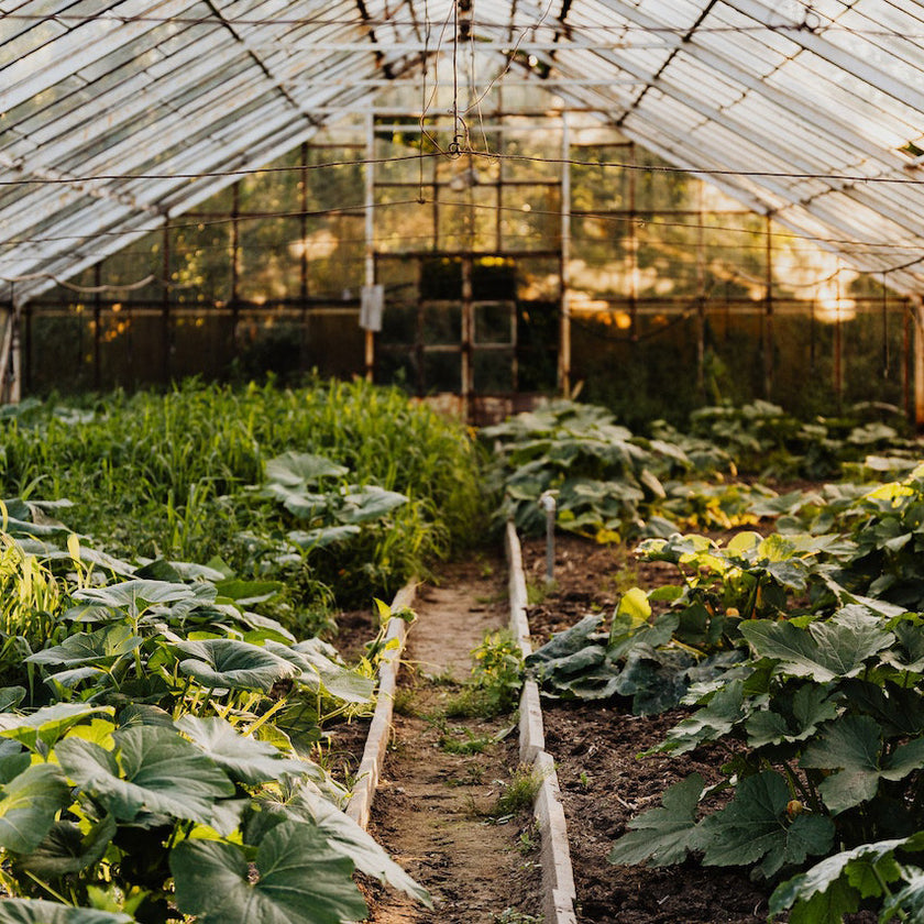 Image 314658160973 Les spécialistes des serres !