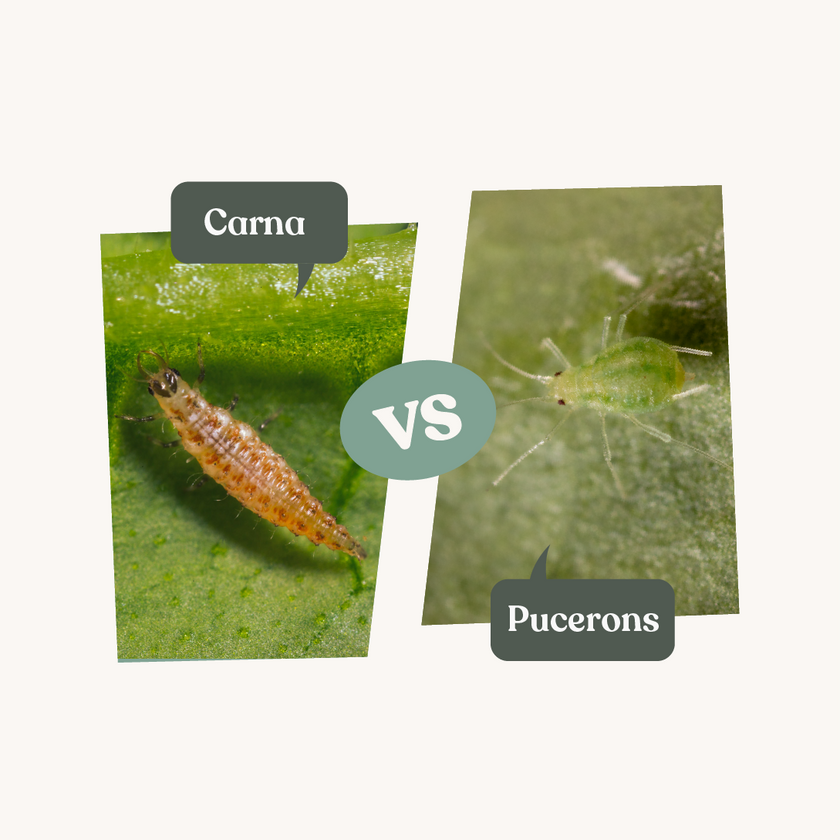 Anti pucerons - Carna Anti pucerons - Carna