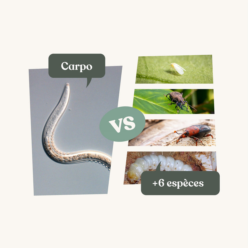 Nématodes Carpo Nématodes Carpo