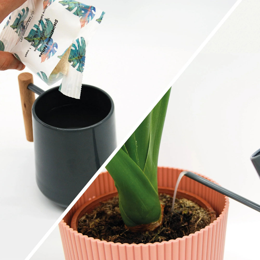 Anti chenille de la pyrale du buis - Nématodes Carpo Anti chenille de la pyrale du buis - Nématodes Carpo