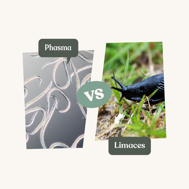 Anti limace - Nématodes Phasma Anti limace - Nématodes Phasma