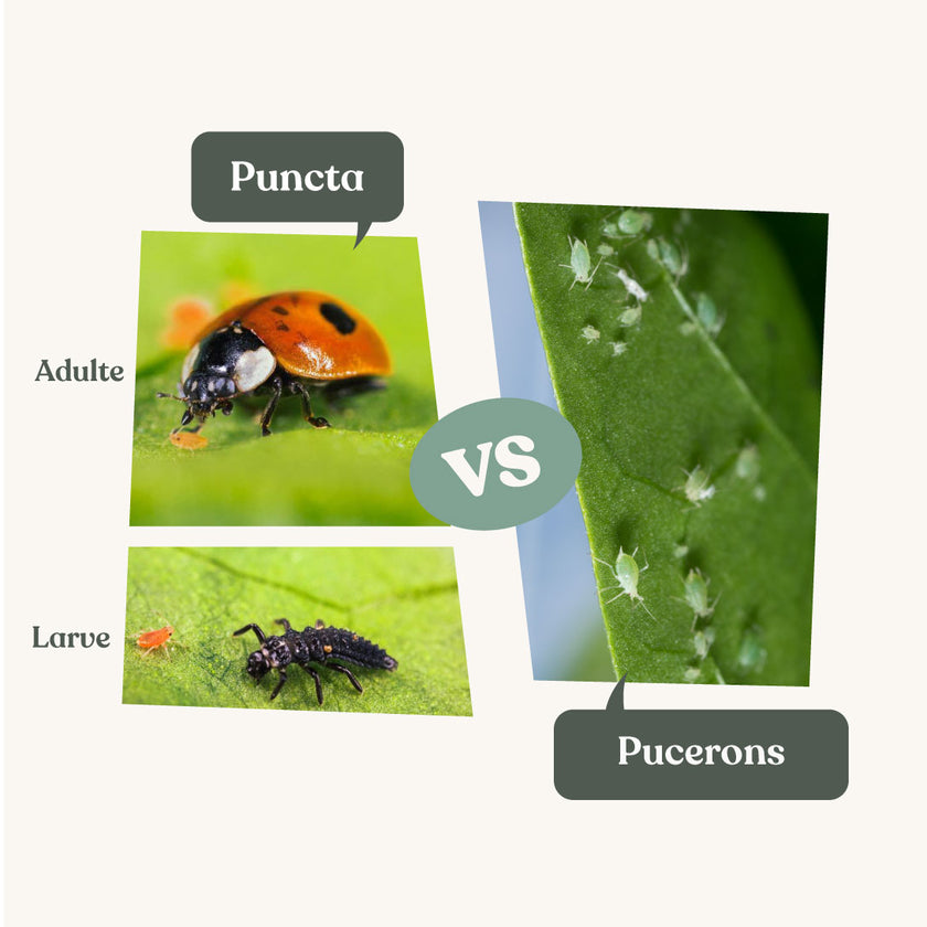 Anti pucerons - Puncta Anti pucerons - Puncta