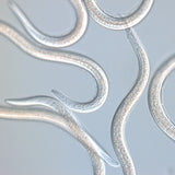 Anti chenille de la pyrale du buis - Nématodes Carpo Anti chenille de la pyrale du buis - Nématodes Carpo