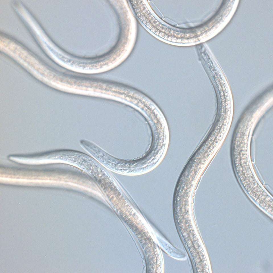 Anti chenille de la pyrale du buis - Nématodes Carpo Anti chenille de la pyrale du buis - Nématodes Carpo