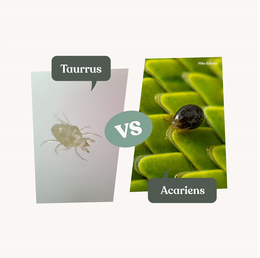 Taurrus - Anti parasites des terrariums Taurrus - Anti parasites des terrariums