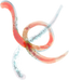 Image 51444337049933 Nématodes