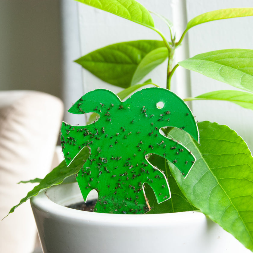 Sticky S - pièges à moucherons Monstera Sticky S - pièges à moucherons Monstera