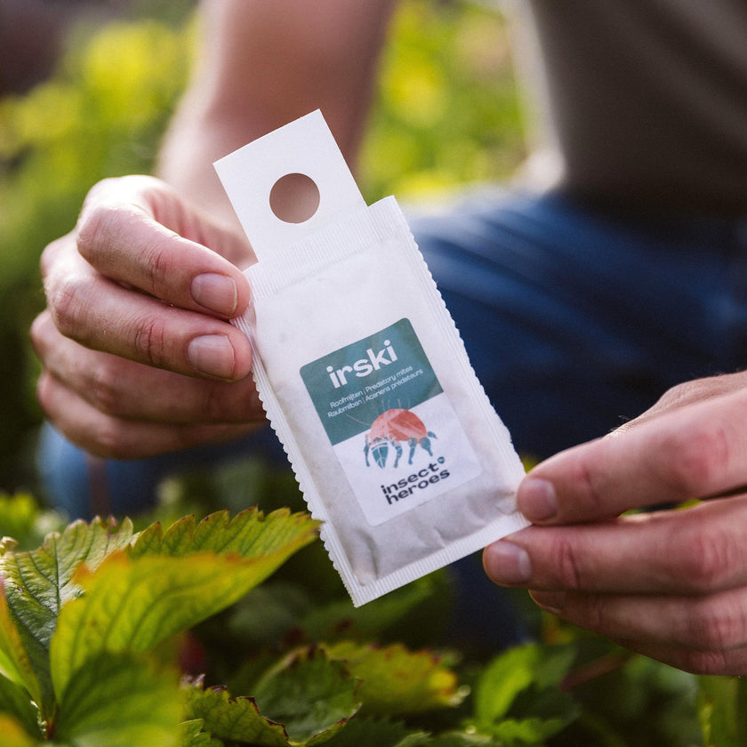 Irski - Anti thrips Irski - Anti thrips