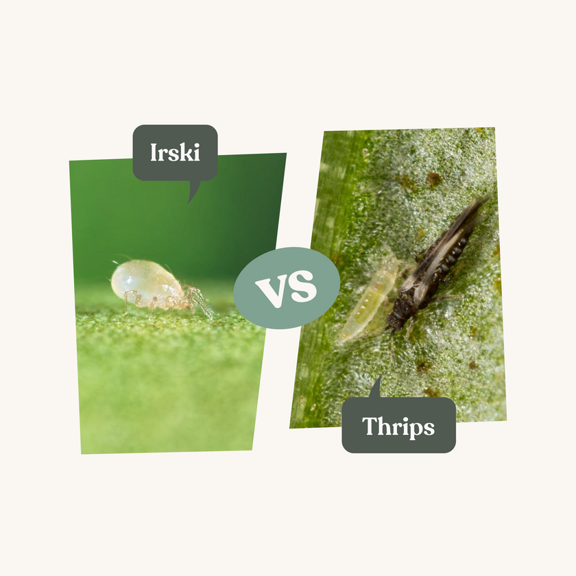Irski - Anti thrips Irski - Anti thrips