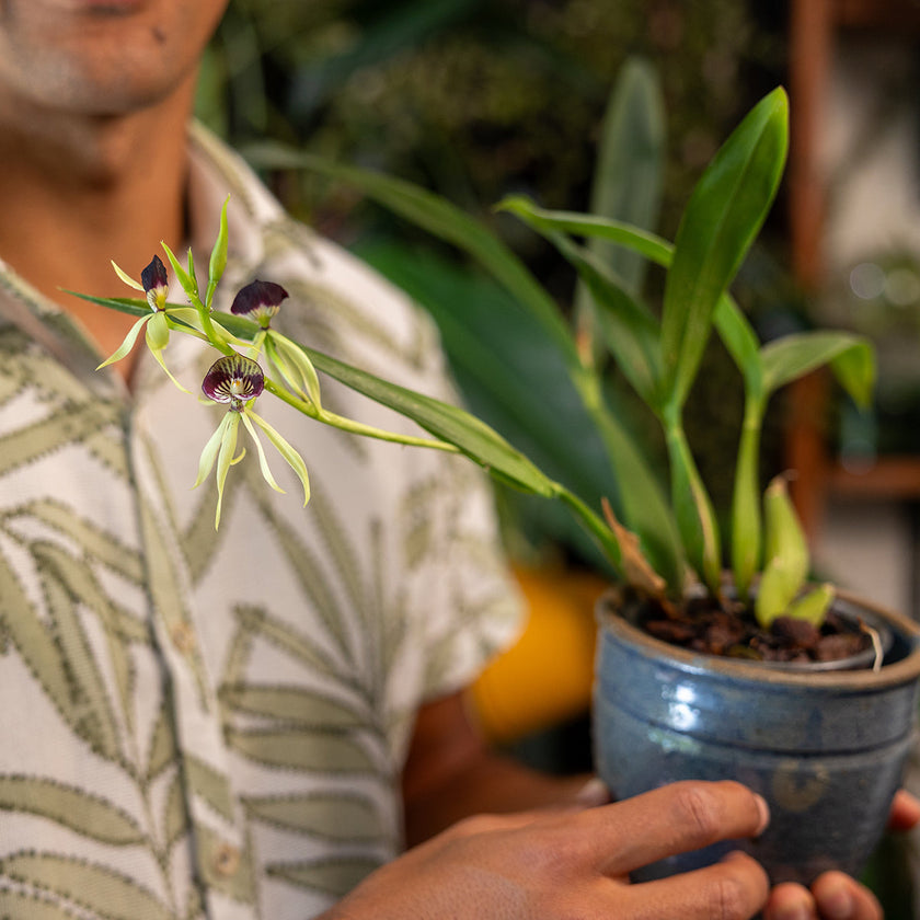 Comment bien s'occuper de ses plantes d'intérieurs ?