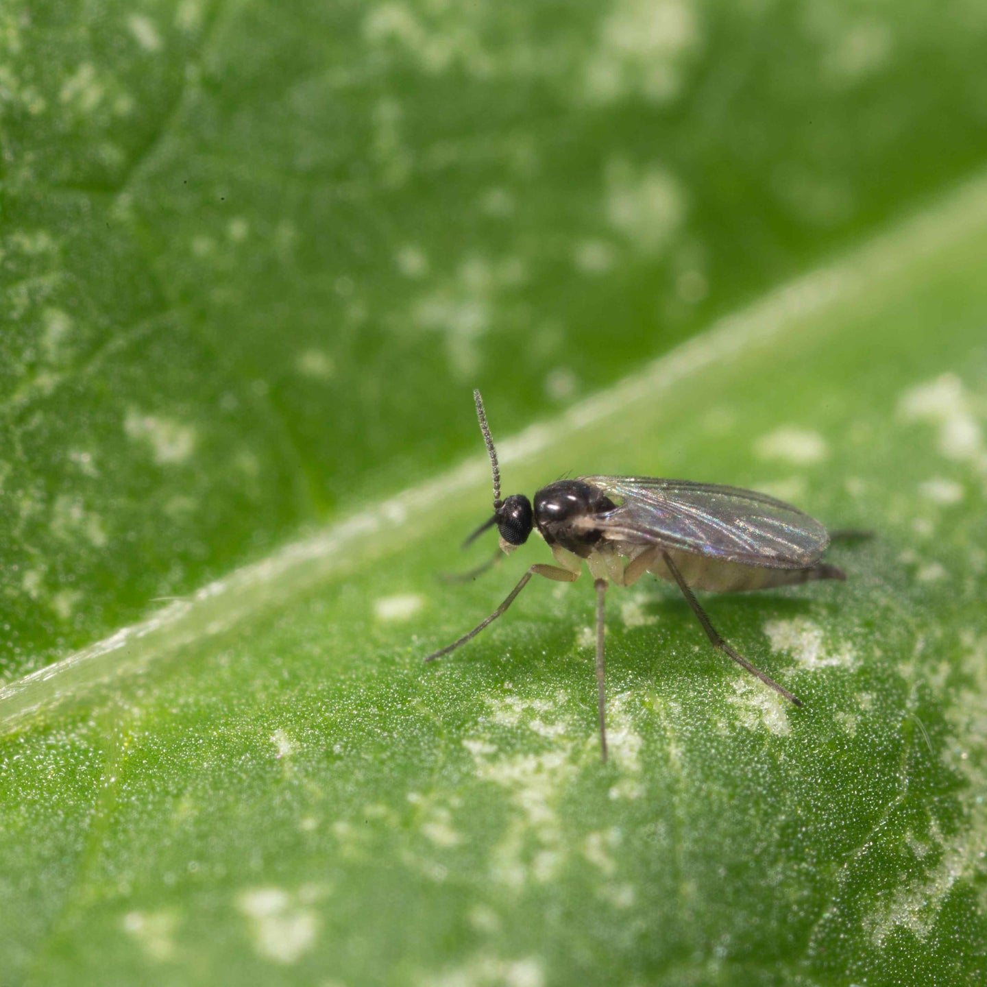 Reconnaître les moucherons des terreaux dans les plantes d’intérieur