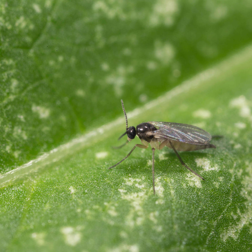 Reconnaître les moucherons des terreaux dans les plantes d’intérieur
