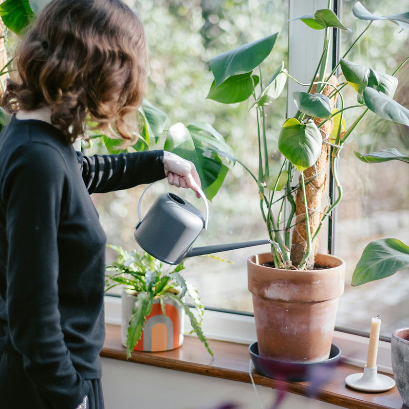 Comment lutter contre les moucherons dans les plantes ?