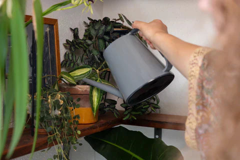 Comment prévenir les moucherons des terreaux ?