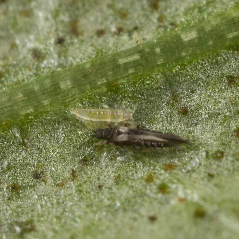 Comment se débarrasser des thrips sur ses plantes ?