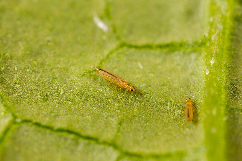 La famille des thrips : différentes espèces