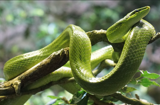 Soigner ses reptiles et les terrariums des parasites externes