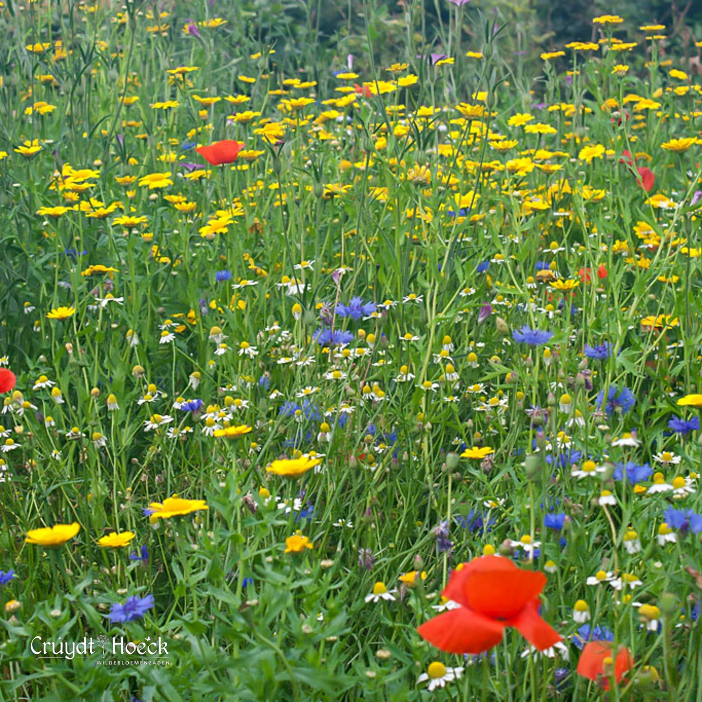 Quelles plantes choisir pour le jardin ?