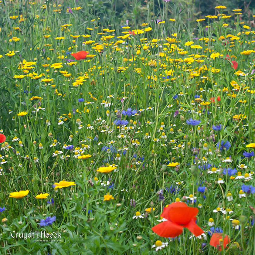 Quelles plantes choisir pour le jardin ?