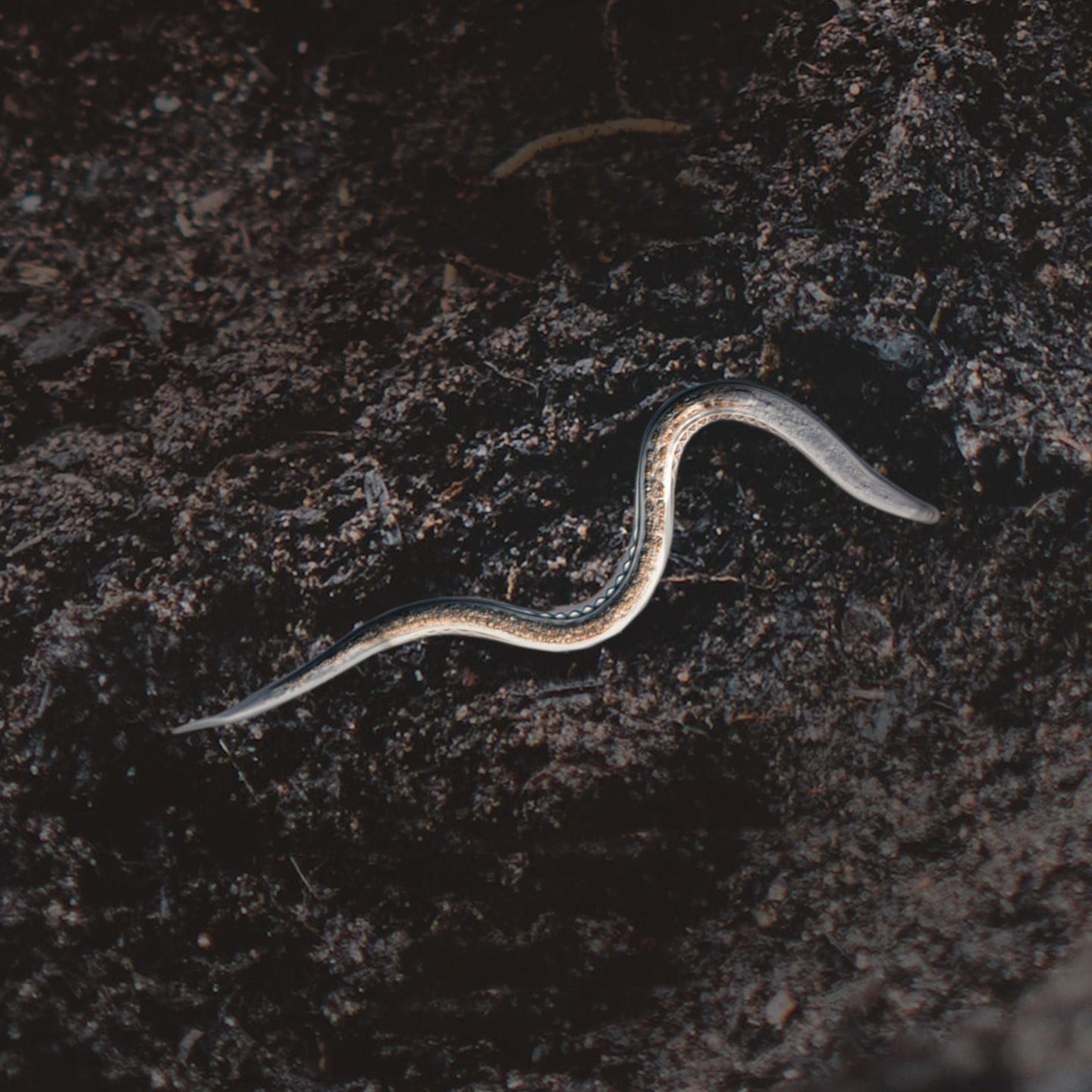 Qu'est-ce que les Nématodes et à quoi servent-ils ?