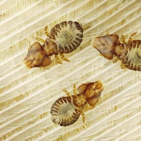 Comment éliminer les poux gris des poules ?