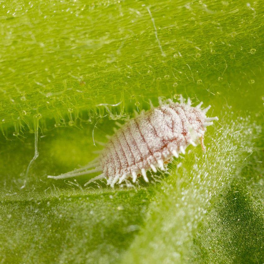 Comment se débarrasser des cochenilles farineuses sur ses plantes ?