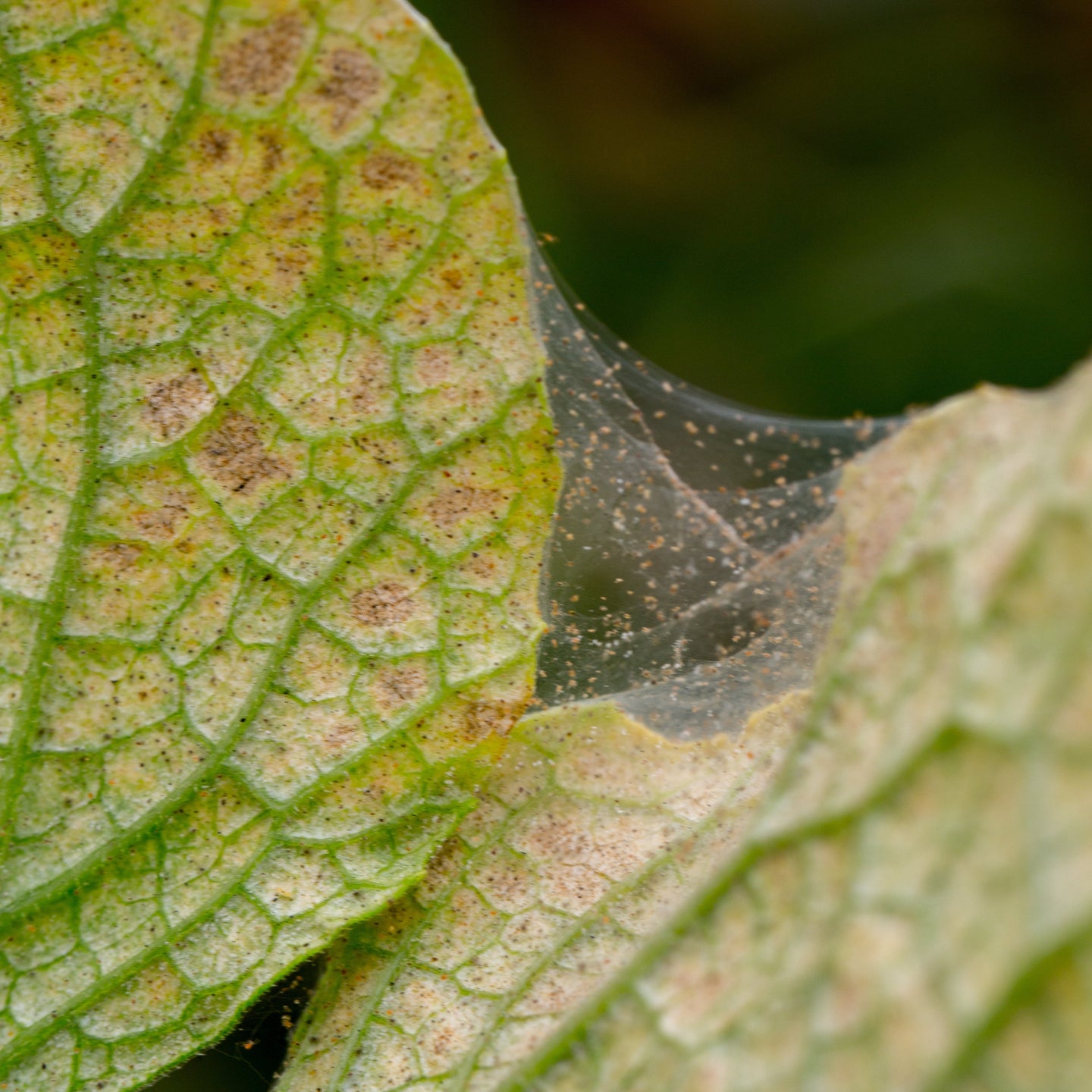 Comment se débarrasser des araignées rouges sur ses plantes ?