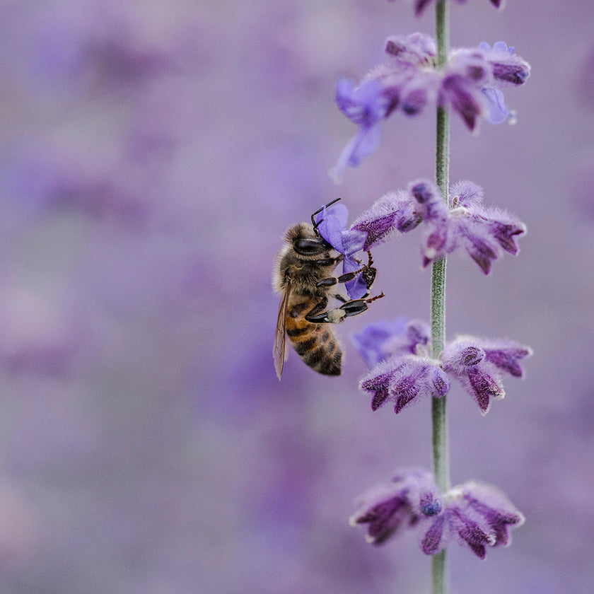 Le rôle essentiel des abeilles dans notre écosystème