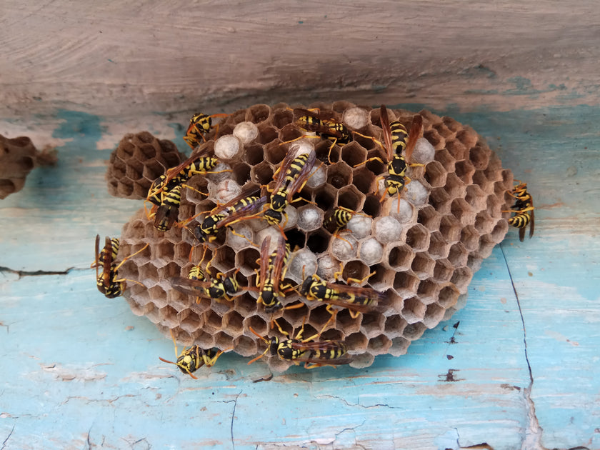 Insecte à l’honneur : La reine des guêpes