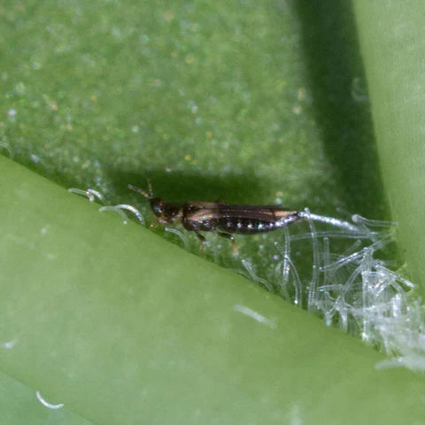 Lutter biologiquement contre les thrips : c’est possible !