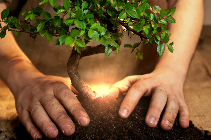 Soin du compost et lutte contre les moucherons