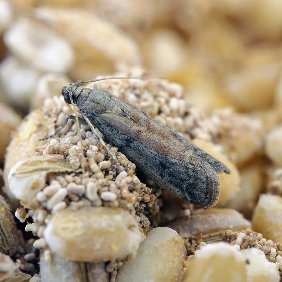 Comment se débarrasser des mites alimentaires ?