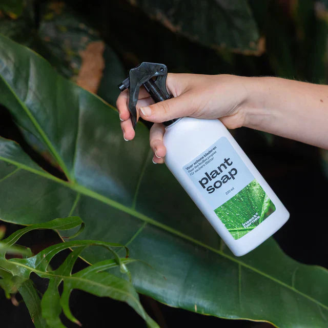 Pourquoi nettoyer les feuilles de ses plantes ?