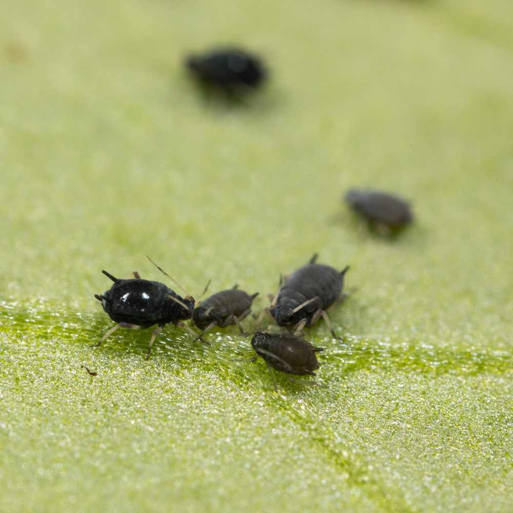 Pucerelles Insectes Solution de lutte biologique contre les pucerons | Insect Heroes France