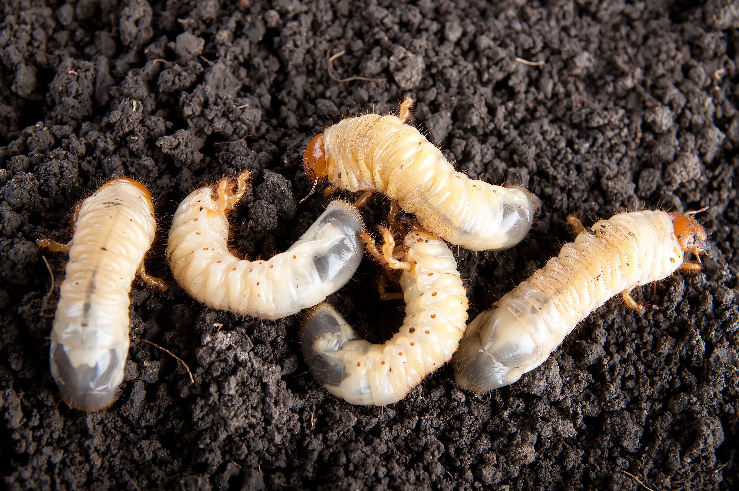 Solution de lutte biologique contre les vers blancs | Insect Heroes France