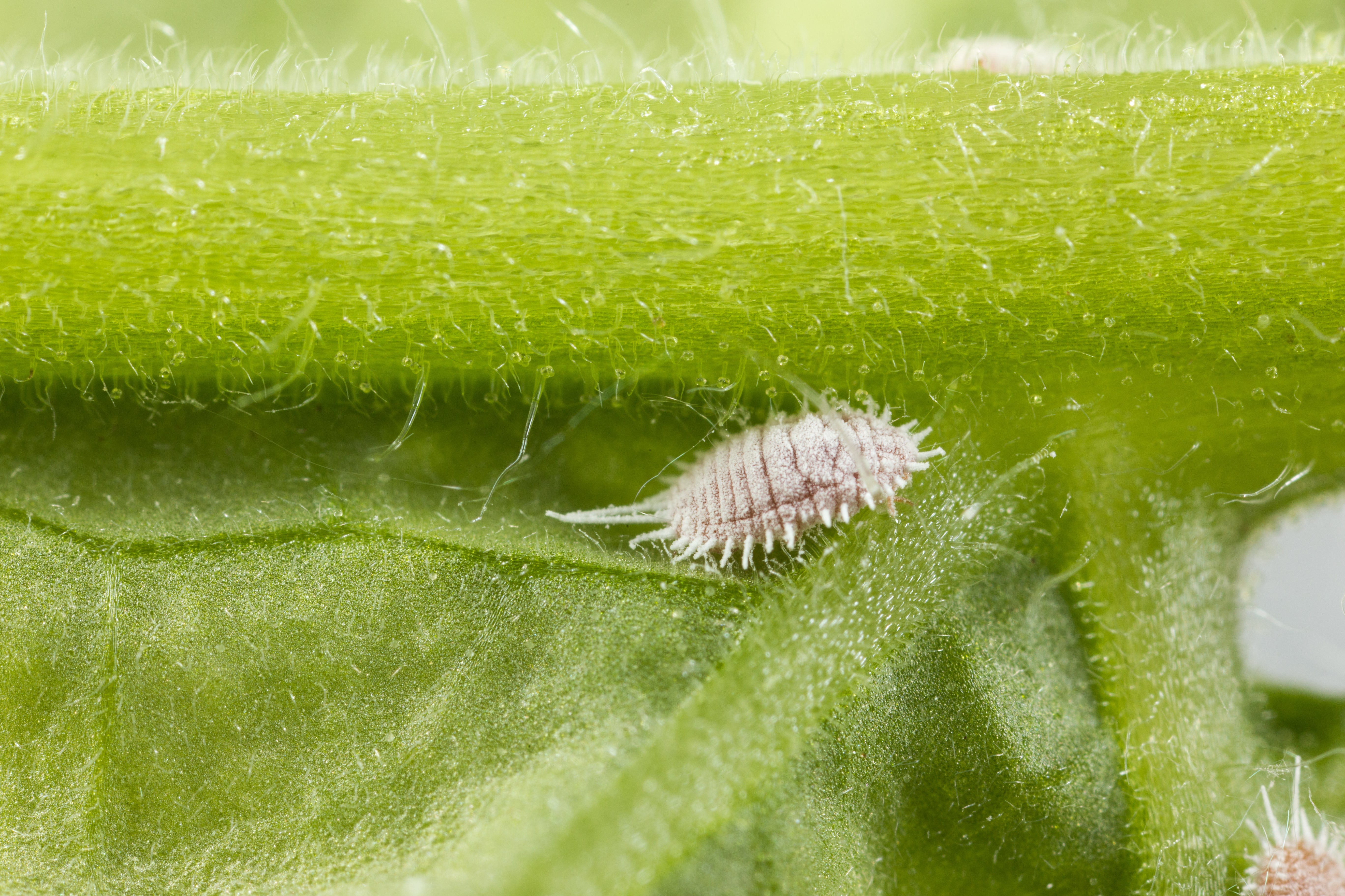 Solution de lutte biologique contre les cochenilles farineuses | Insect ...