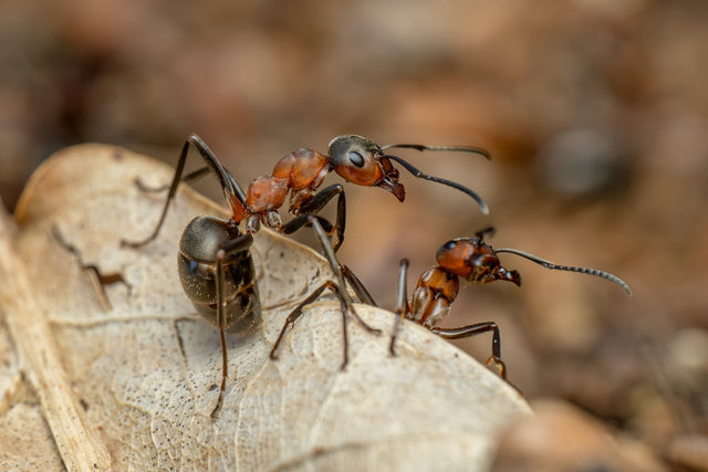 Acariens parasites dans les élevages de fourmis