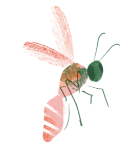 Trichogrammes