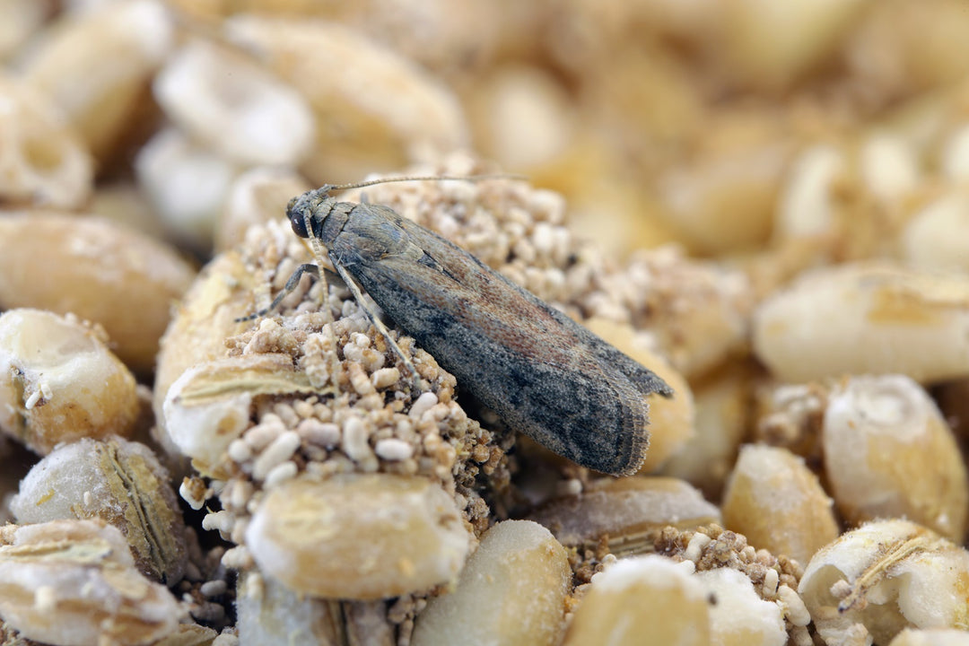 Delta Trap et phéromone - anti mites alimentaires
