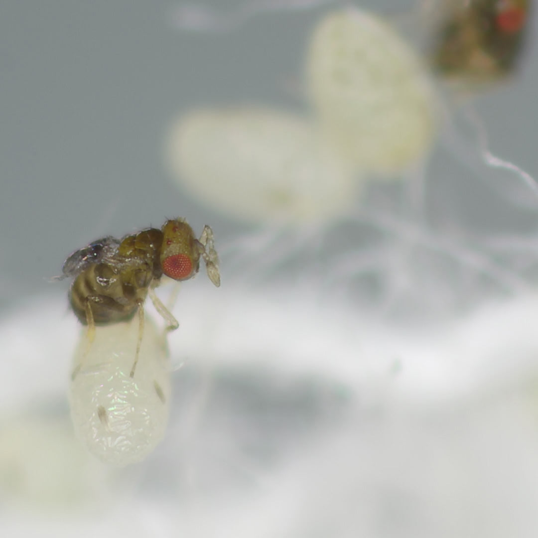 Tricho - Anti-mites des vêtements