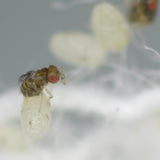 Tricho - Anti-mites des vêtements