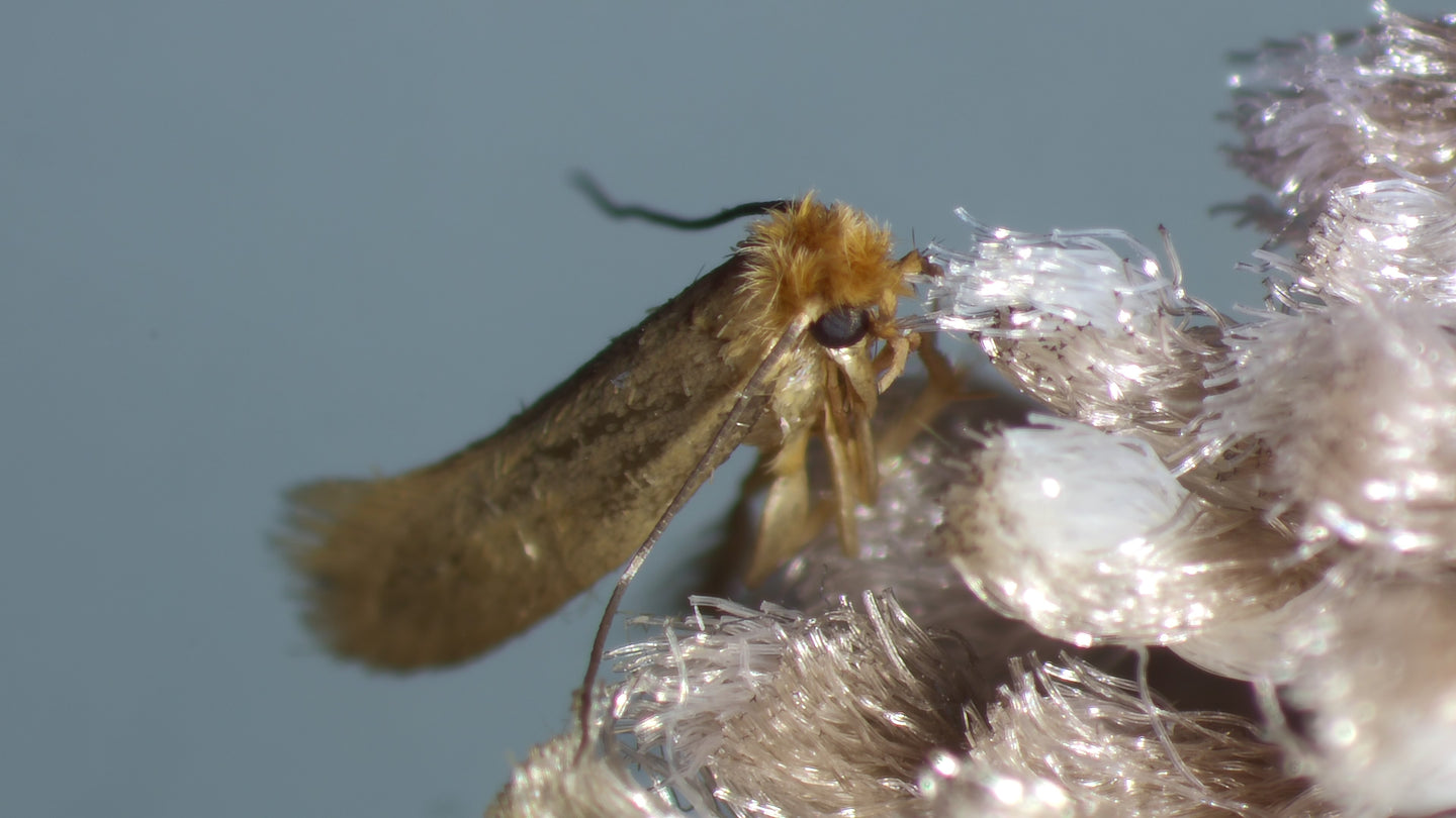 Tricho - anti mites des vêtements