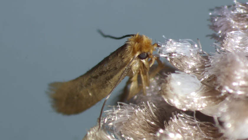 Tricho - anti mites des vêtements