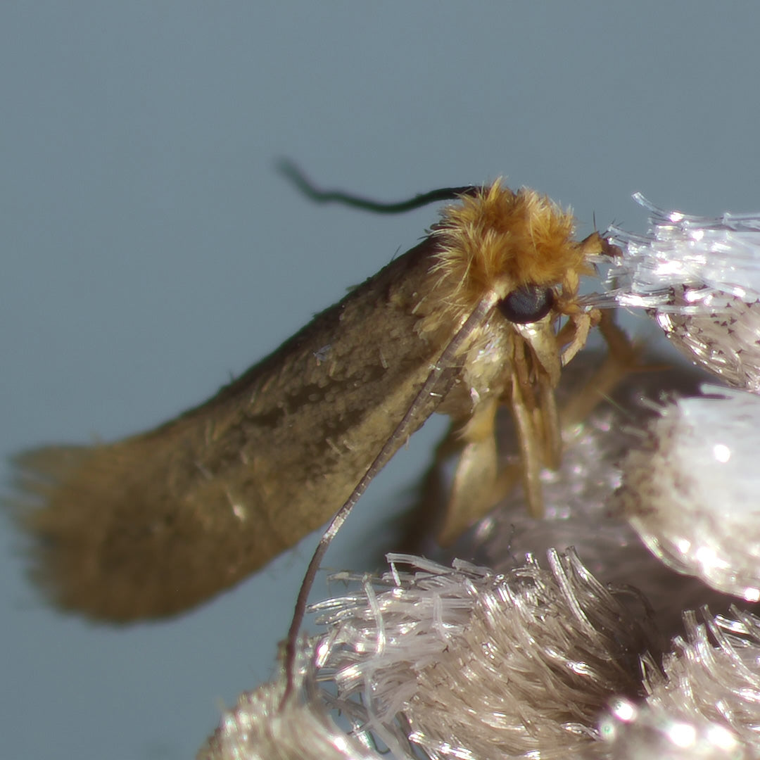 Delta Trap - Anti-mites des vêtements