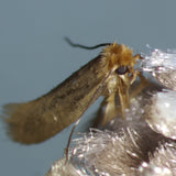 Delta Trap - Anti-mites des vêtements