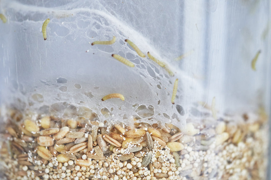 Delta Trap et phéromone - anti mites alimentaires