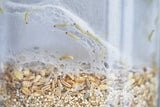 Delta Trap et phéromone - anti mites alimentaires