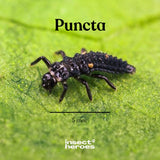 Pack Jungle - Anti-pucerons
