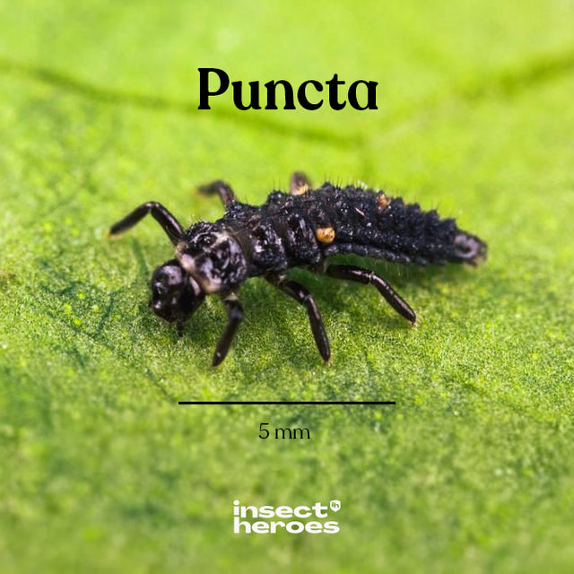 Pack Jungle - Anti-pucerons