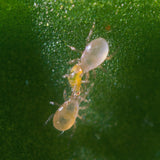 Irski - Anti mouches blanches